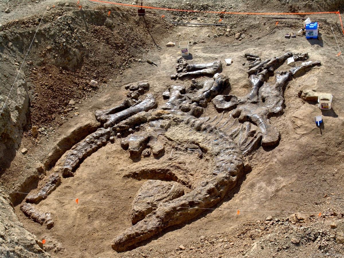 Camarasaurus sp. — articulated in situ at the Shell Wyoming quarry with white skull marker visible, 2007 season. Morrison Formation, Bighorn County, Wyoming.