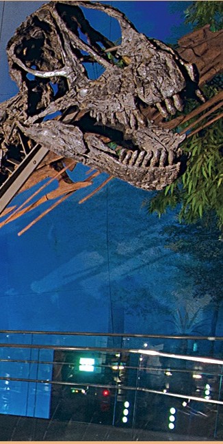 The recovered Camarasaurus mounted today at the Fukui Prefectural Dinosaur Museum, Japan — the Shell, Wyoming specimen on public display (image courtesy Fukui Prefectural Dinosaur Museum).