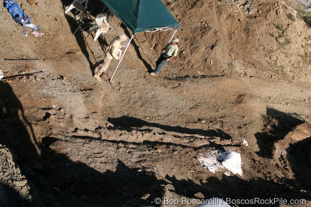 "Straight Arrow," the Diplodocus, in its own trench off to the side of the quarry: the exposed run of neck vertebrae, with the found mammal skull at the far end. Shell Wyoming, June 23, 2007.