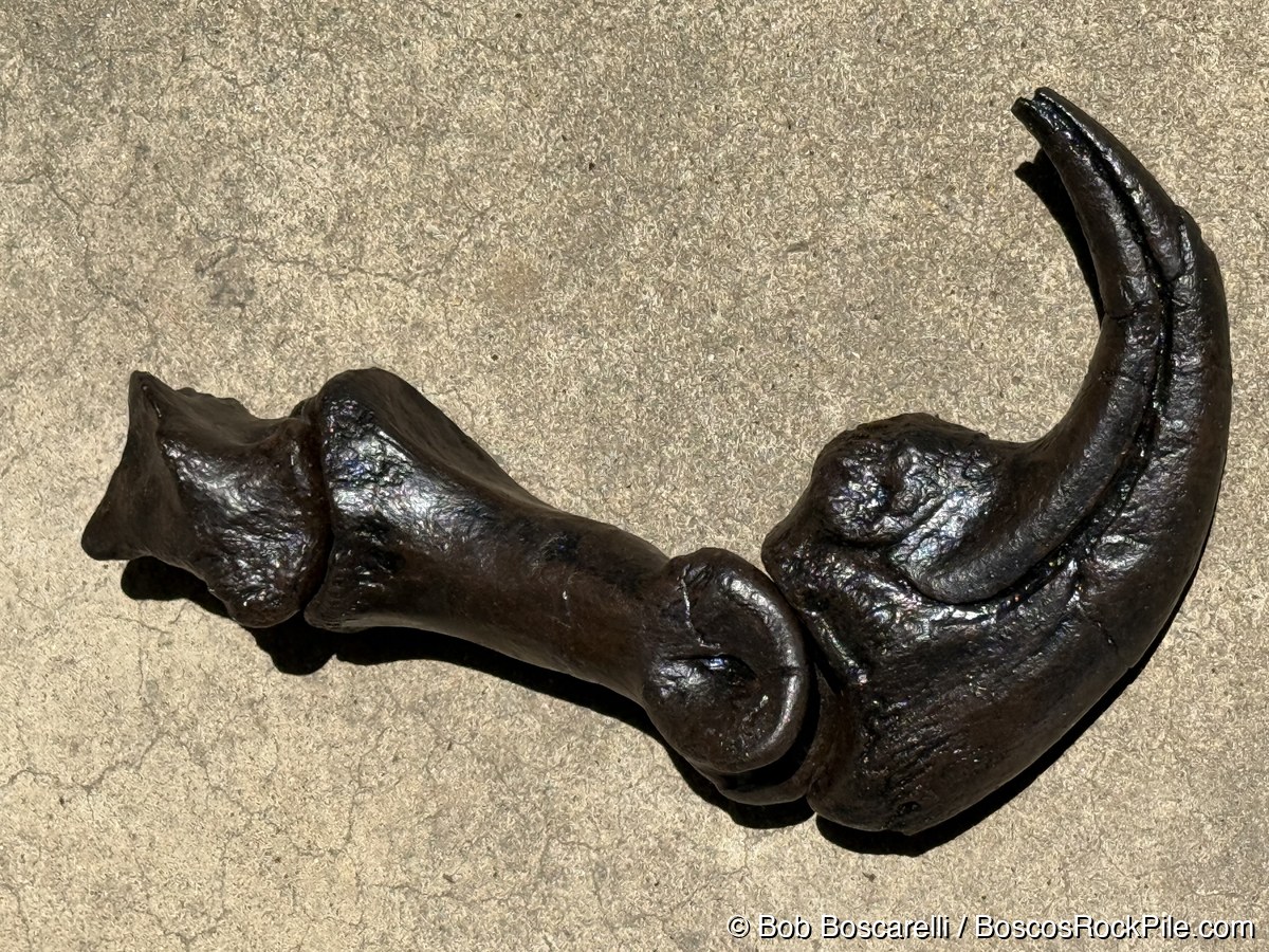 Cast of an Allosaurus atrox left manus with its recurved claw, made by James Filla.