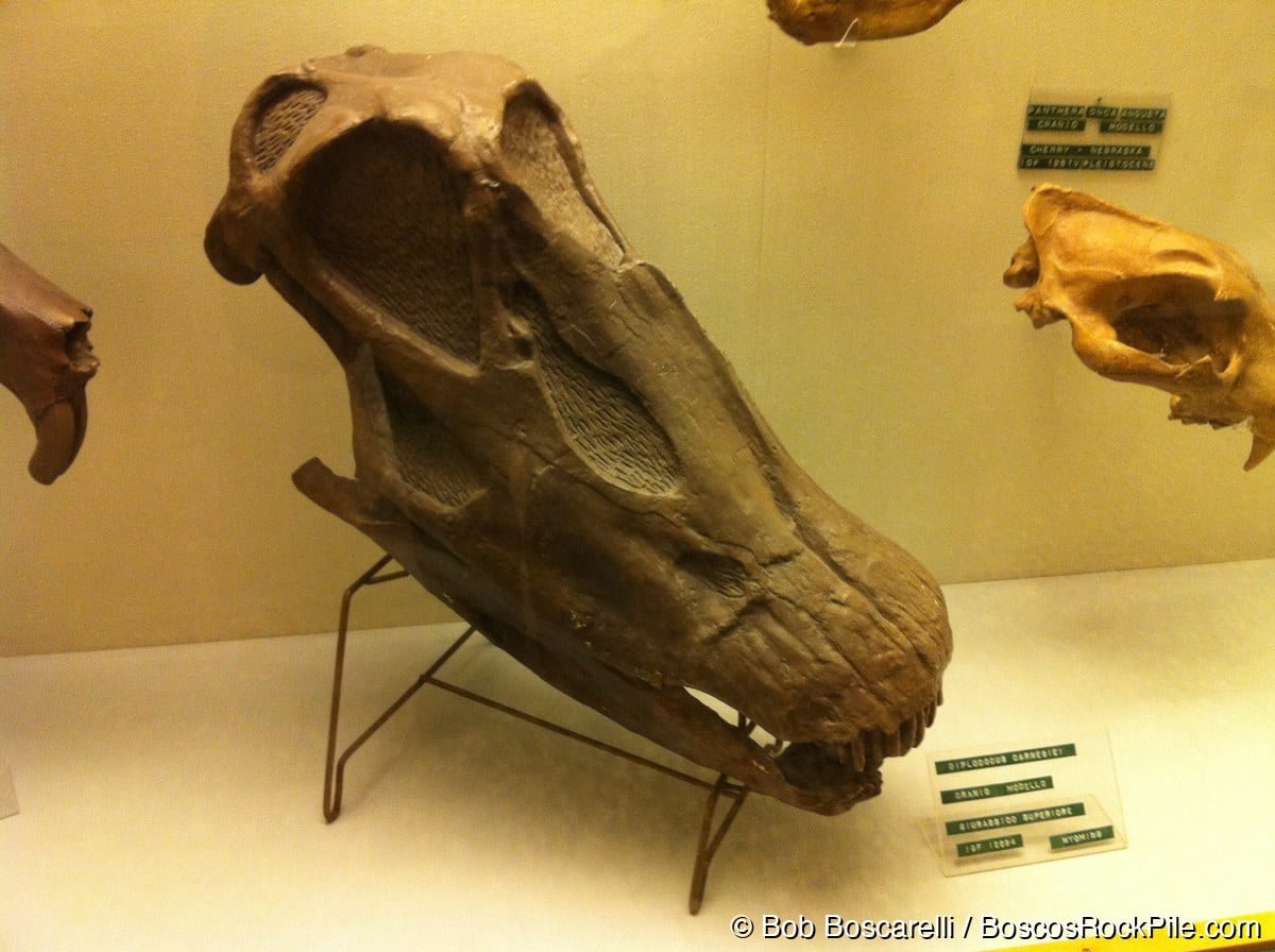 Cast of the Diplodocus carnegii skull (Late Jurassic, Wyoming; label IGF 12884) on display at the University of Florence paleontology museum, Italy.