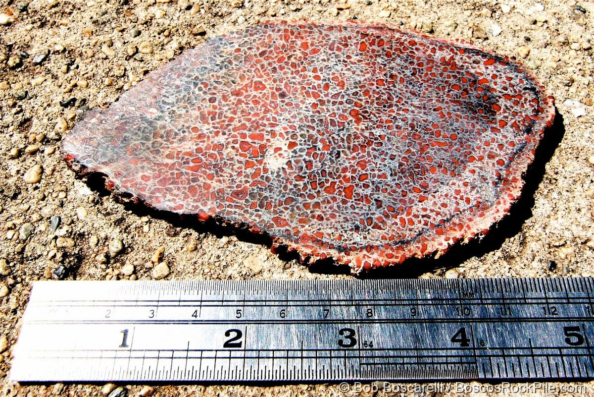 Agatized dinosaur bone ("gembone") — a polished slab showing fossilized cellular bone structure, marrow cavities filled with red agate.