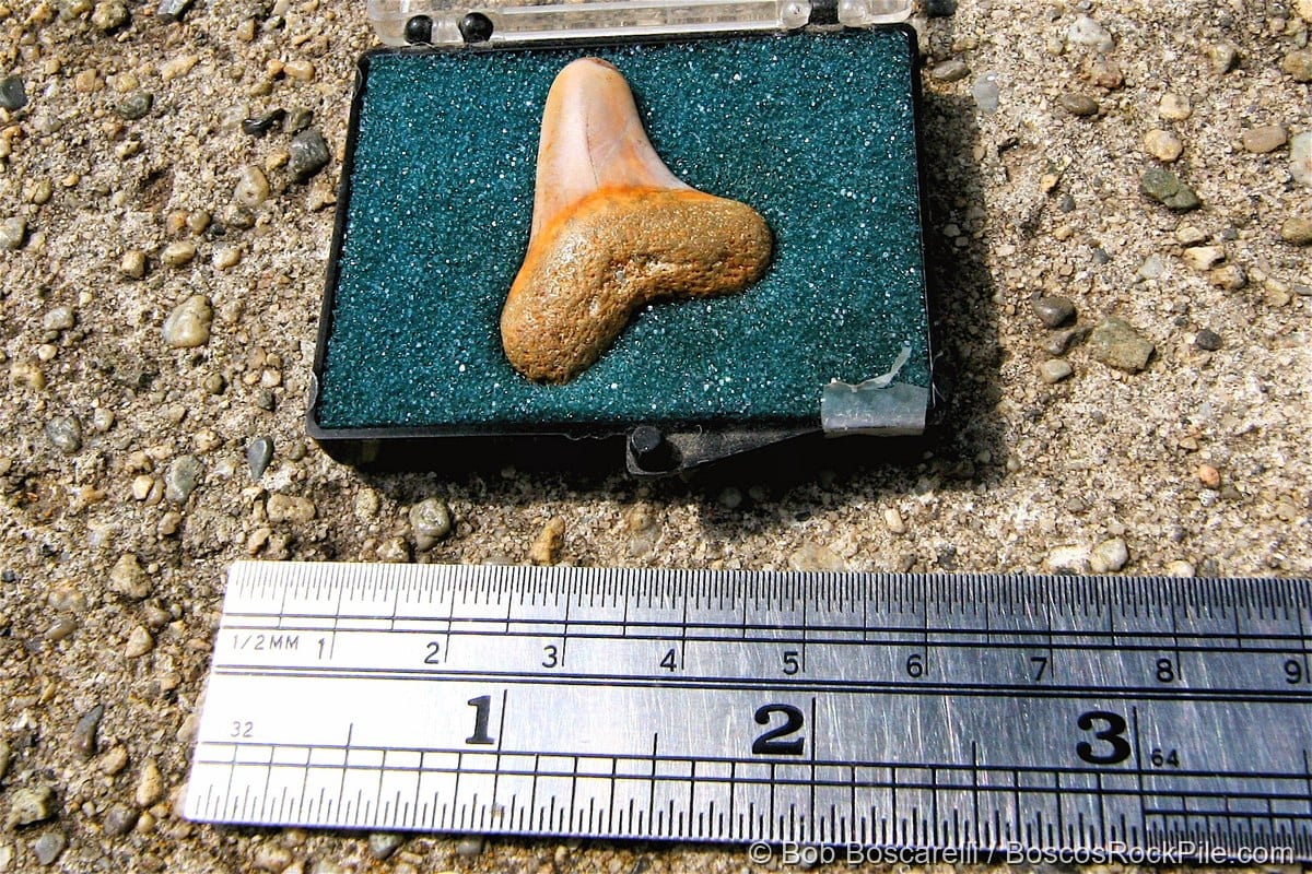 Fossil shark tooth collected in the Santa Margarita Formation, Scotts Valley, California.