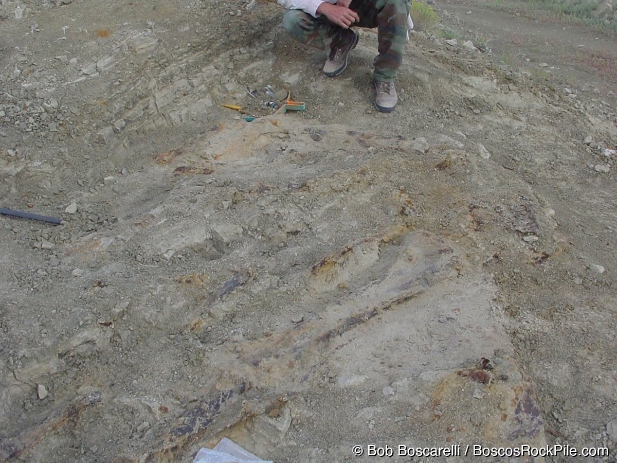 Bob Boscarelli examining exposed Stegosaurus skeletal elements at the Sundance quarry, Wyoming July 2004