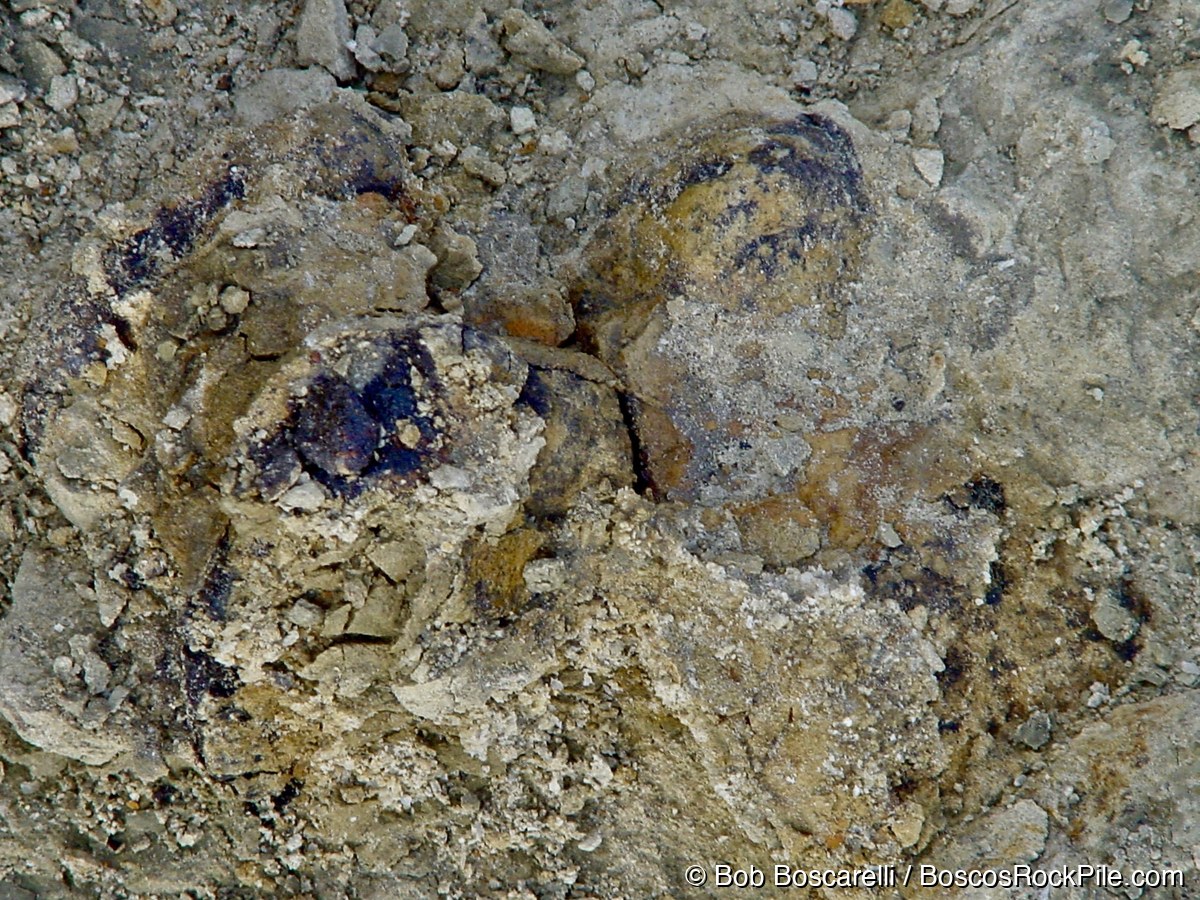 Stegosaurus bone elements with deep blue-purple mineralization emerging from Morrison Formation matrix, Sundance Wyoming 2004