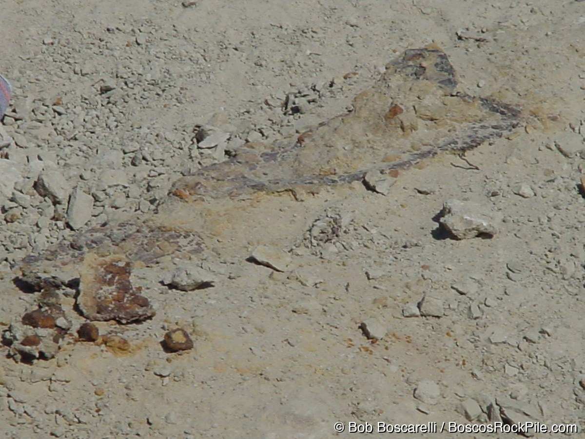 First Stegosaurus dorsal plate fragments exposed at the Sundance site, Wyoming, July 2004
