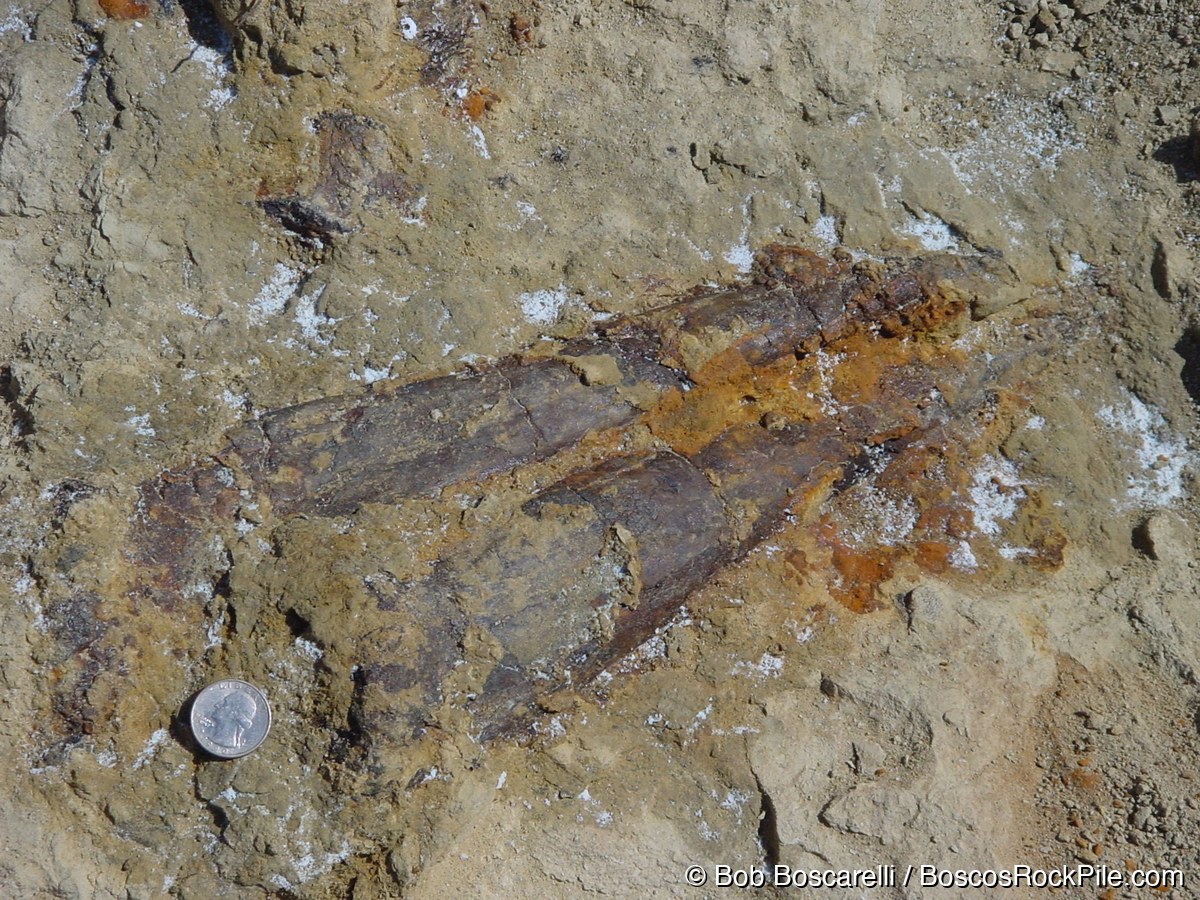 Stegosaurus thagomizer tail spines in situ with quarter for scale, Sundance Wyoming, July 2004