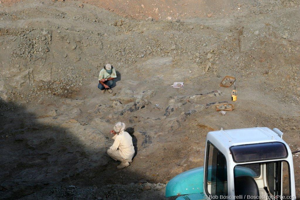 Early morning quarry — two diggers, bones exposed
