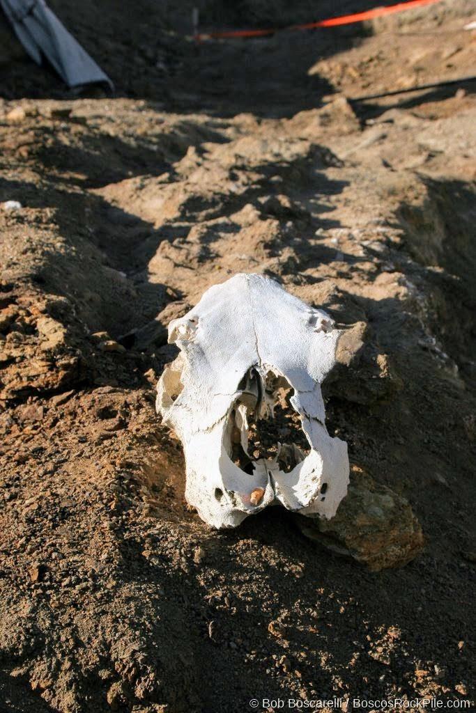 Mammal skull found at dig site