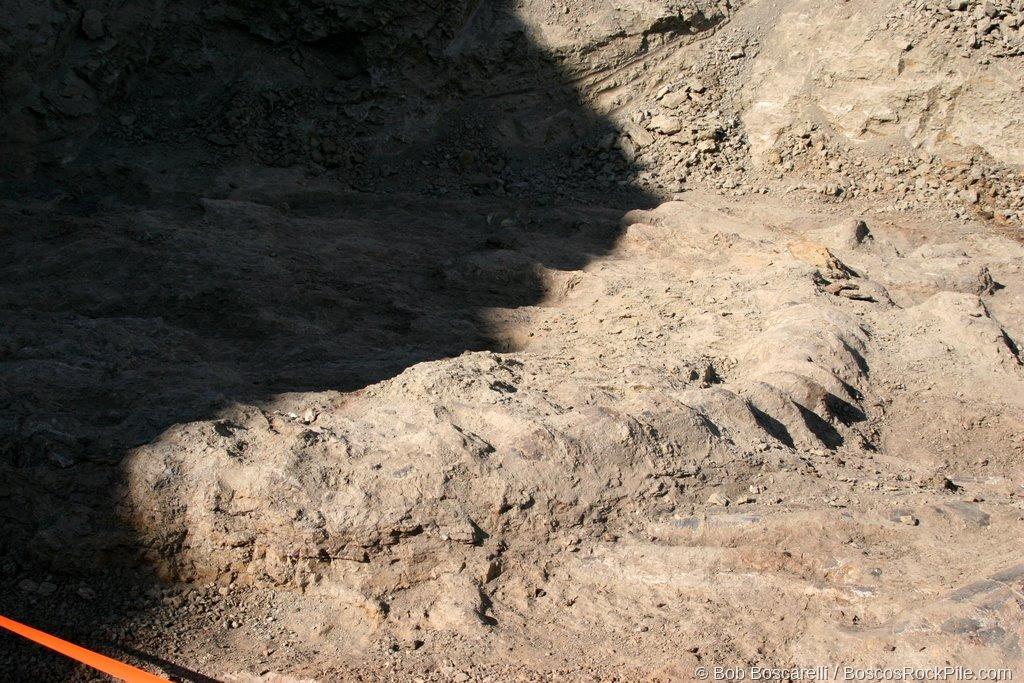 Sauropod dorsal vertebrae neural spines close-up