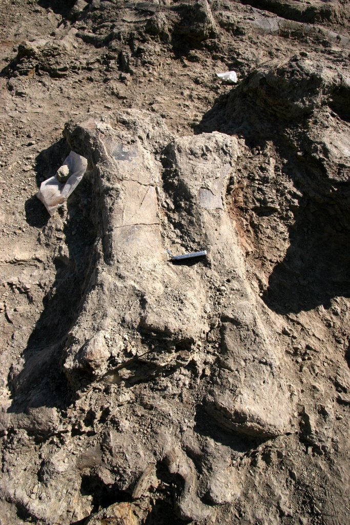 Fossil excavation in progress at Shell, Wyoming, June 2007