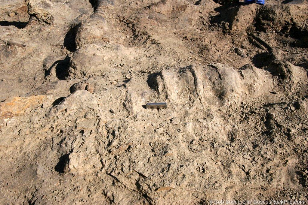 Sauropod bone elements in matrix with scale marker