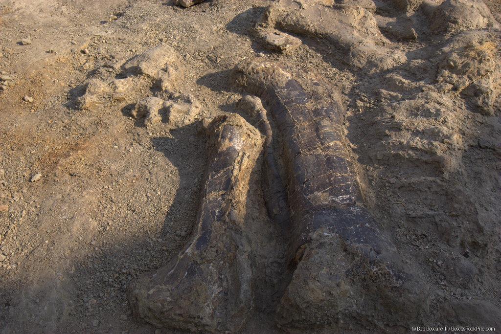 Large sauropod limb bones in articulation