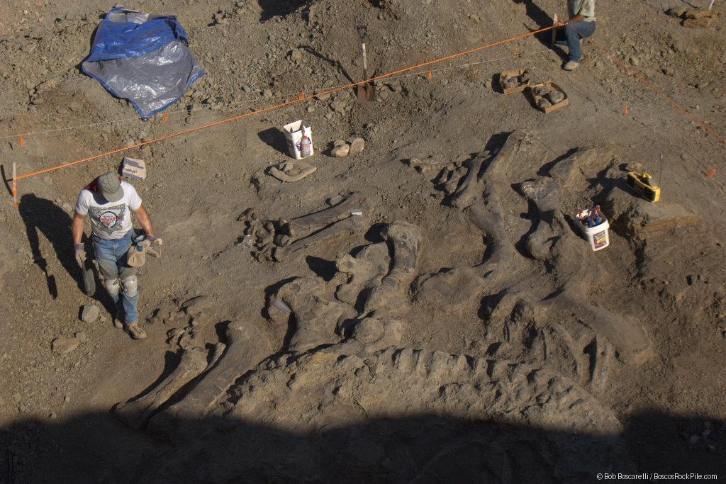 Advanced excavation — pelvis and associated elements