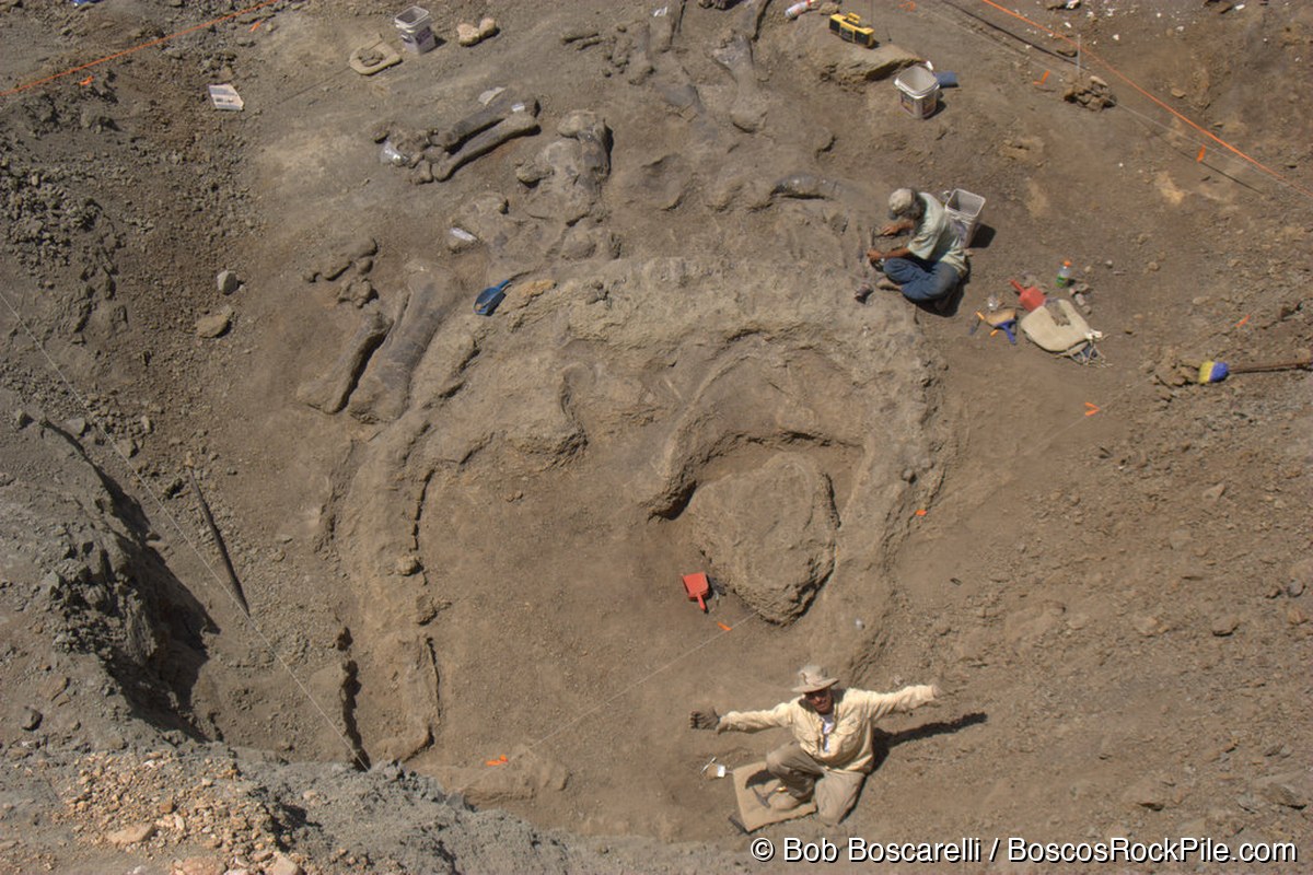 Camarasaurus quarry late-stage aerial view — plaster jacket and limb bones exposed, Shell Wyoming 2007