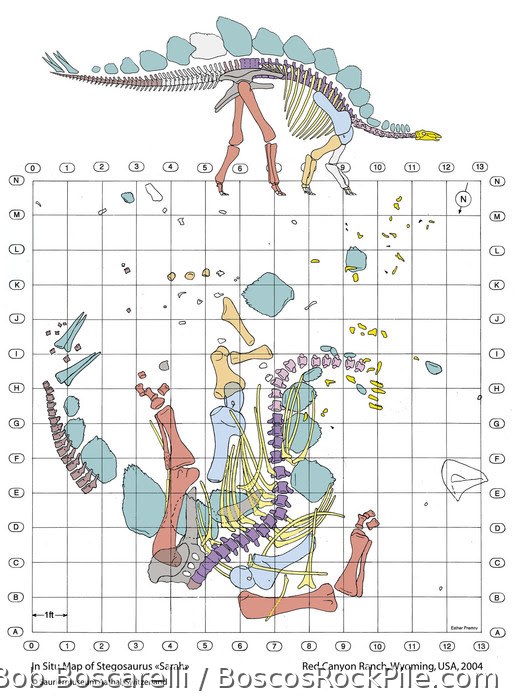 Full bone bed overview of Sarah Stegosaurus in situ at the Red Canyon Ranch quarry