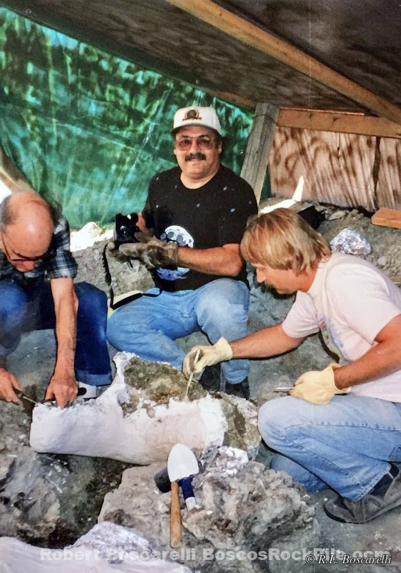 Bosco with 'Bertha' — giant sauropod pubis at Como Bluff, Wyoming, Morrison Formation