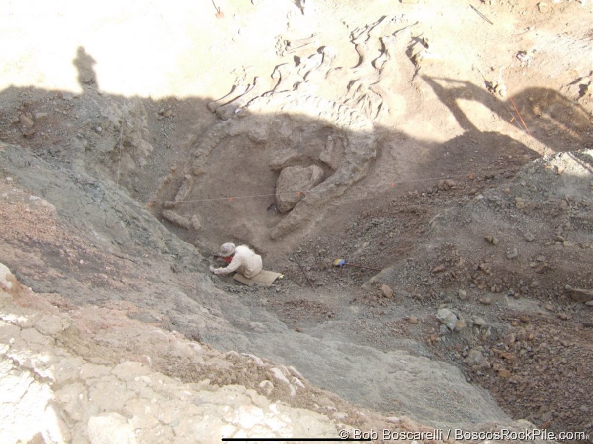 Field specimen photograph from a California or Wyoming dig site