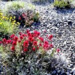 Desert wildflowers in bloom — Indian paintbrush and yellow flowers in rocky gravel, Death Valley