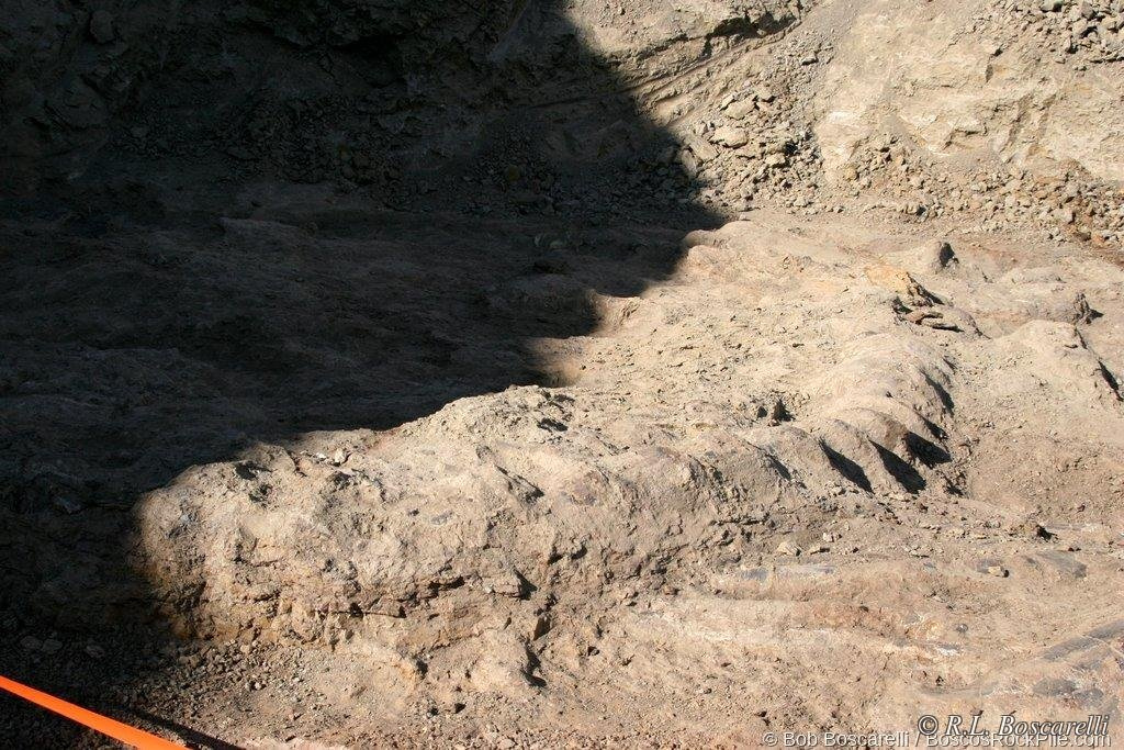 Quarry work at Shell Wyoming — sauropod element exposed in Morrison Formation sandstone, 2007
