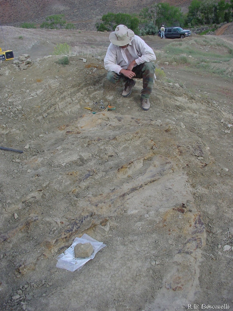 Early stages of the Sophie Stegosaurus dig — bone elements first exposed, Shell, Wyoming, 2004