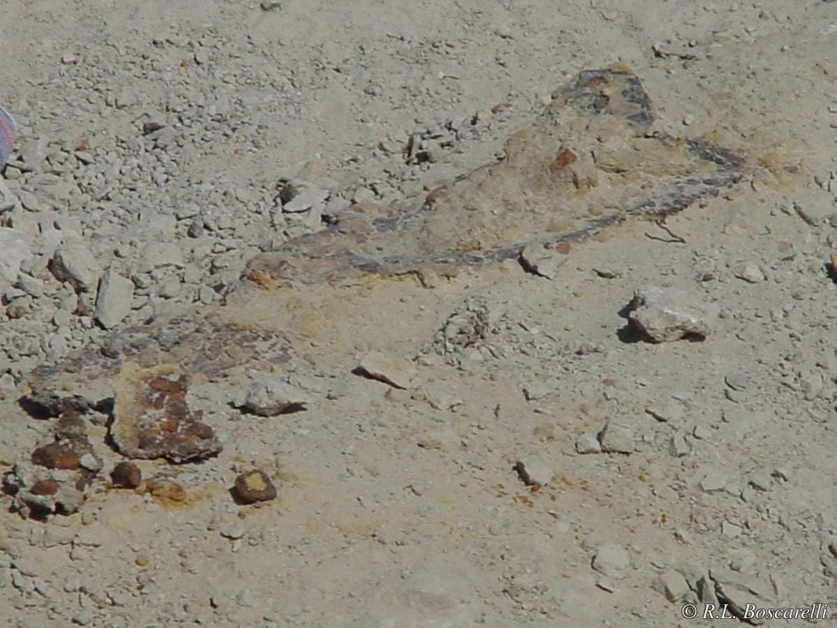 First dermal plates exposed at the Sophie Stegosaurus quarry — Shell, Wyoming, Morrison Formation, 2004