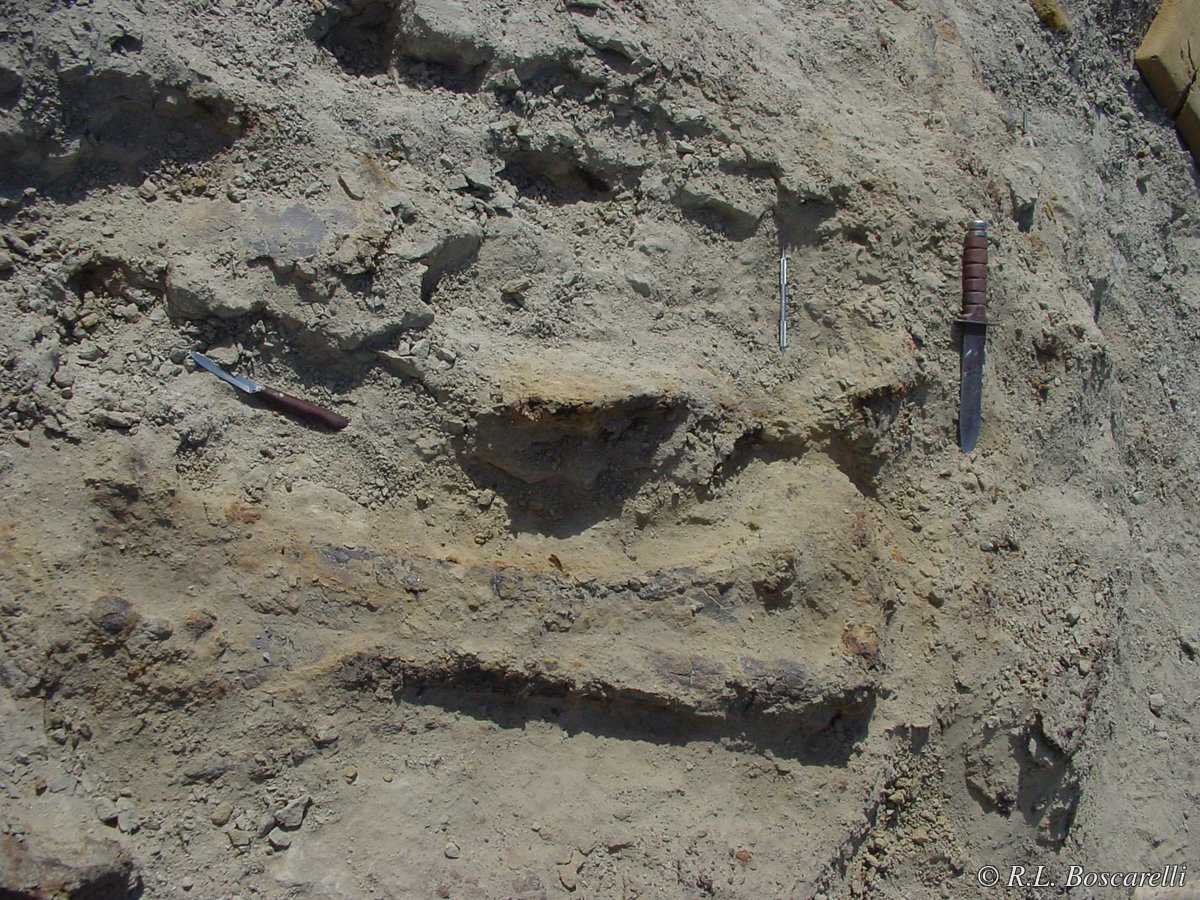 Stegosaurus leg bones in situ — Sophie quarry, Shell, Wyoming, Morrison Formation, 2004