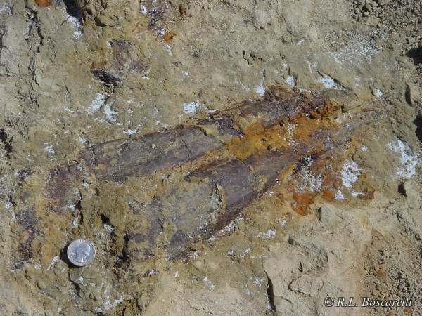 Stegosaurus thagomizer — tail spikes in situ, Sophie quarry, Shell, Wyoming, Morrison Formation