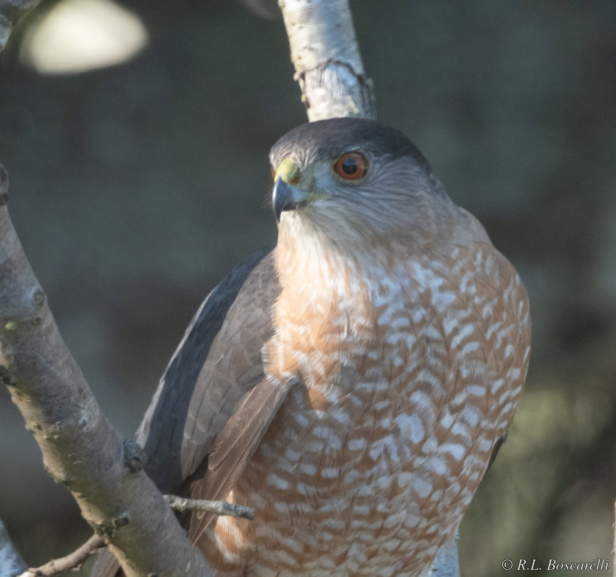 Cooper's Hawk (Accipiter cooperii) — Soquel California wildlife photography